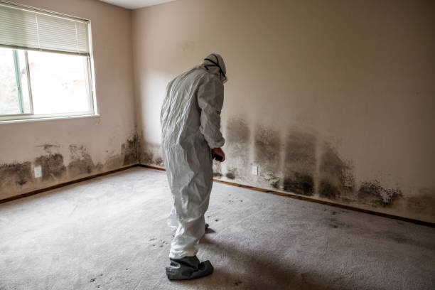 Best Commercial Mold Remediation in Barnhart, MO